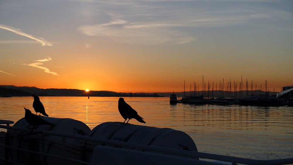 a couple of birds sitting on the back of a boat