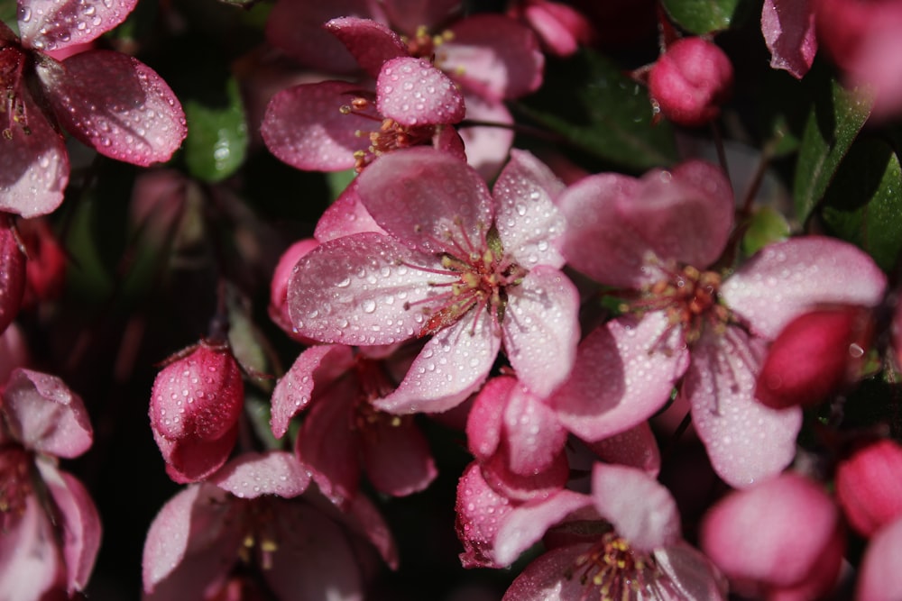 a bunch of pink flowers with water droplets on them