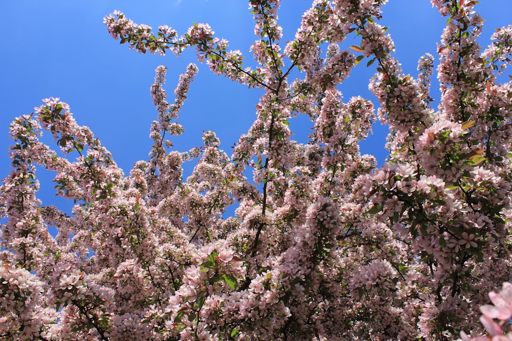 a tree with lots of pink flowers in front of a blue sky