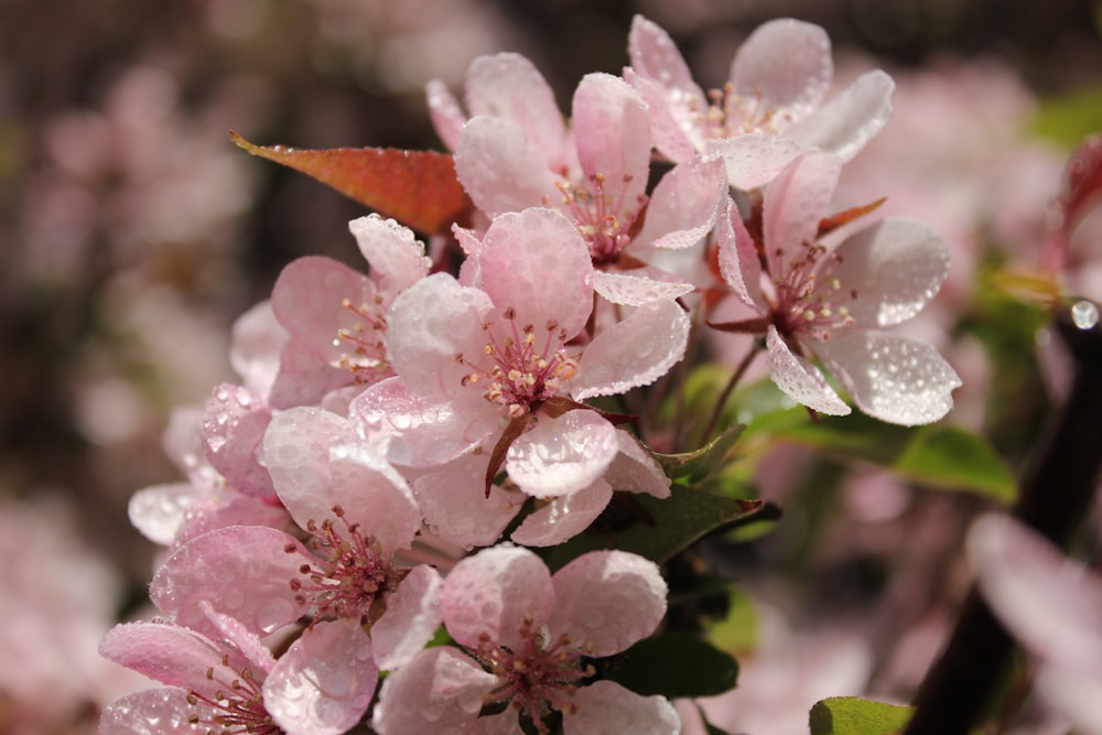 a bunch of pink flowers with water droplets on them