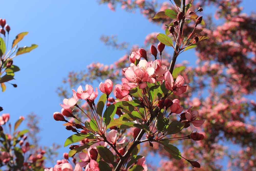 pink flowers blooming on a tree branch against a blue sky