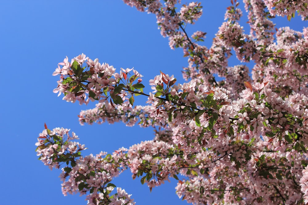 a tree with lots of pink flowers in front of a blue sky