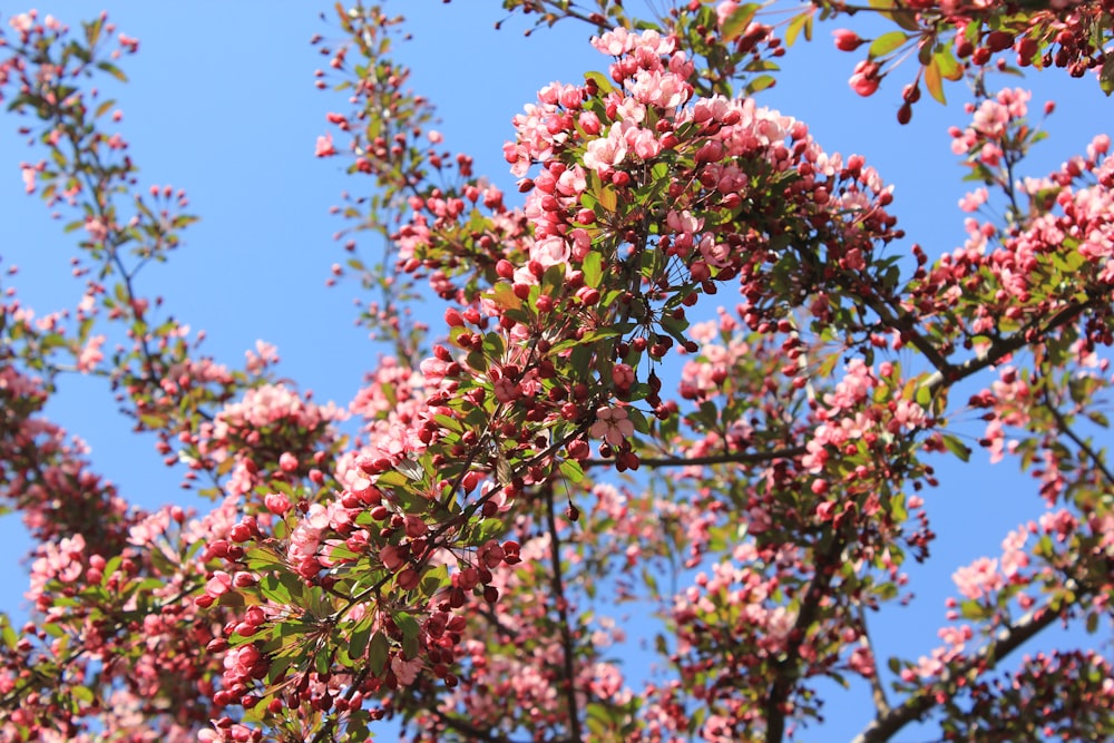 a close up of a tree with pink flowers