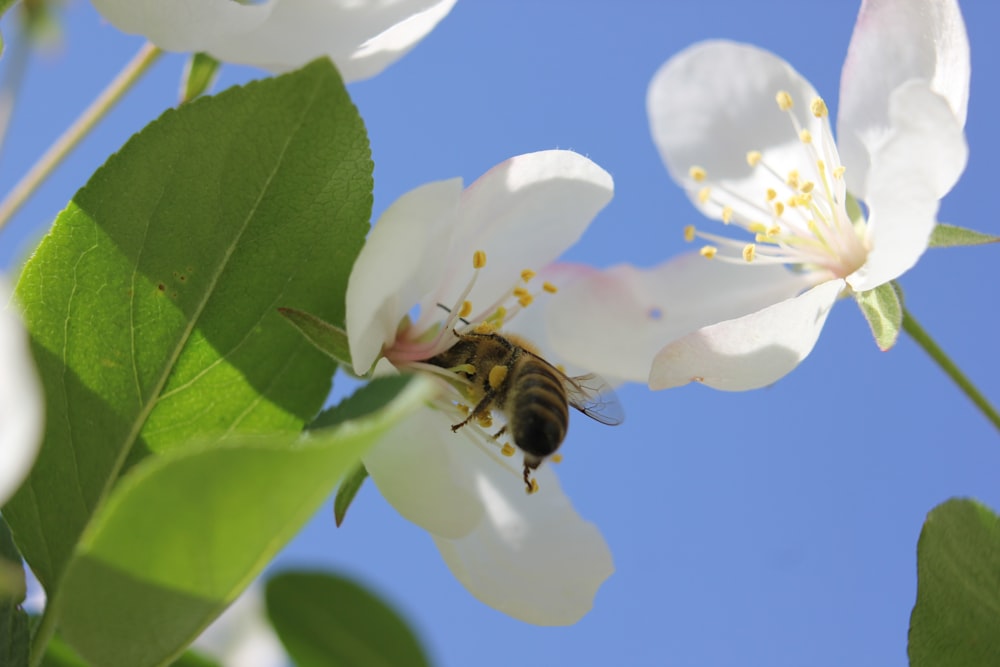 a bee sitting on top of a white flower