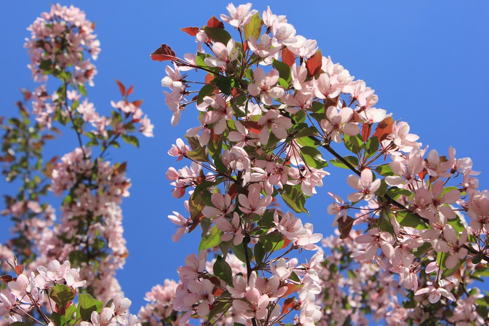 푸른 하늘 앞에 분홍색 꽃이 많이 피는 나무
