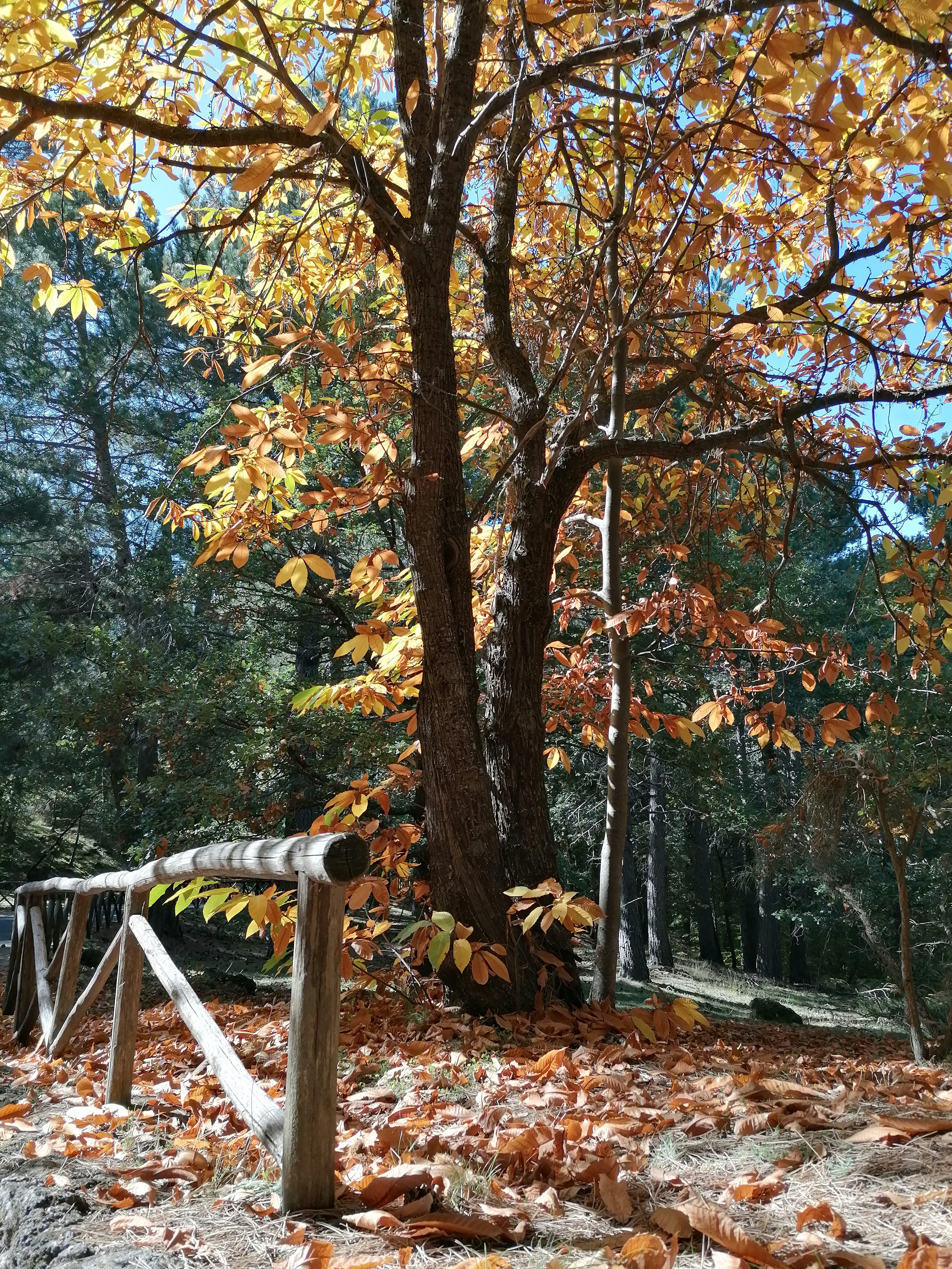 화담숲 예약 가을 관련 이미지1