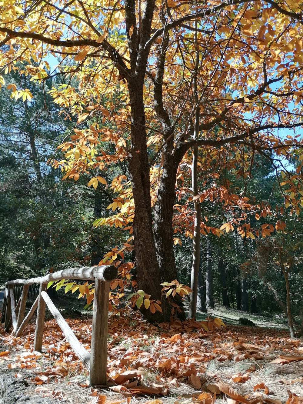 a tree that is next to a fence