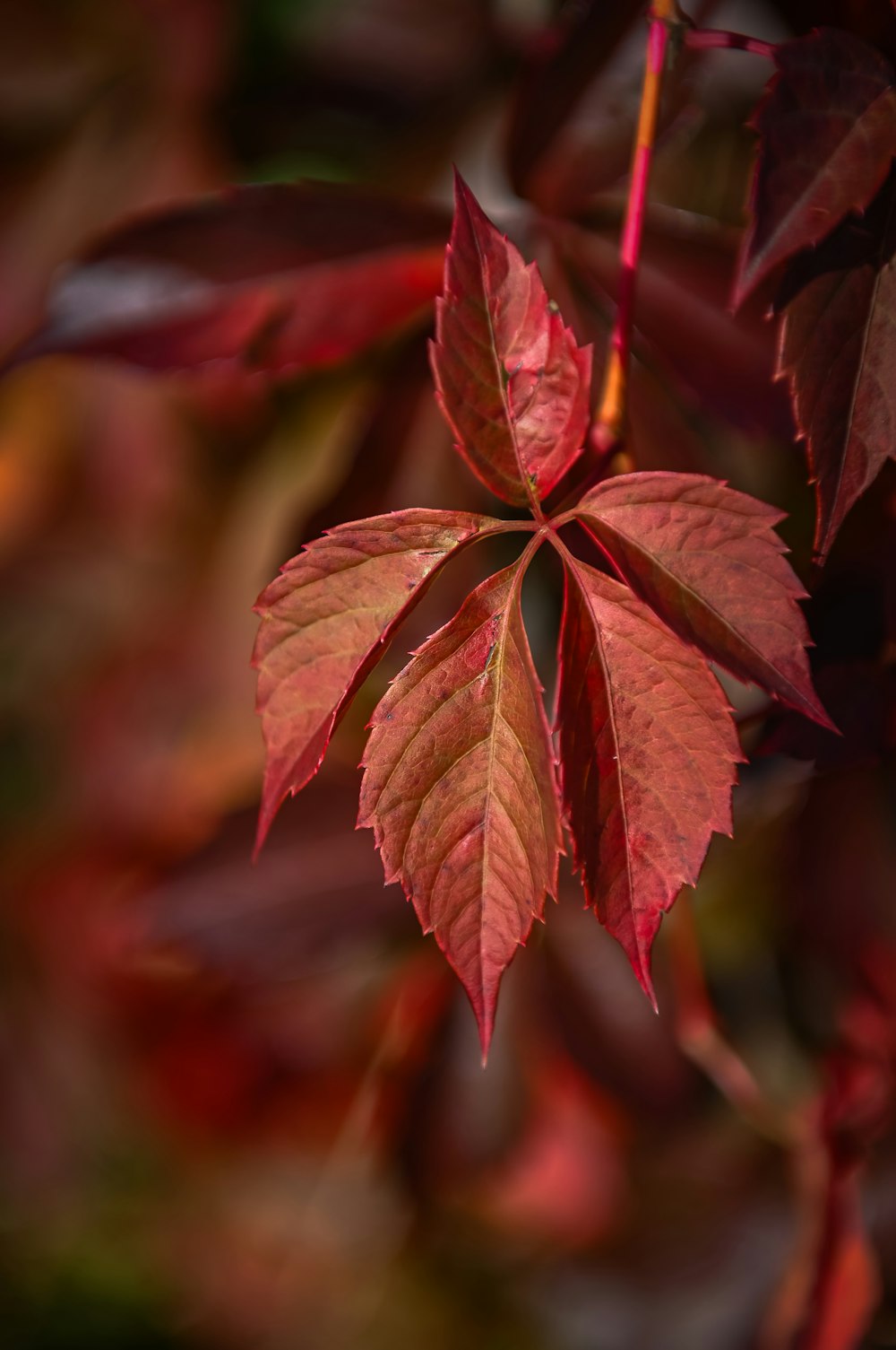 a close up of a red leaf on a tree