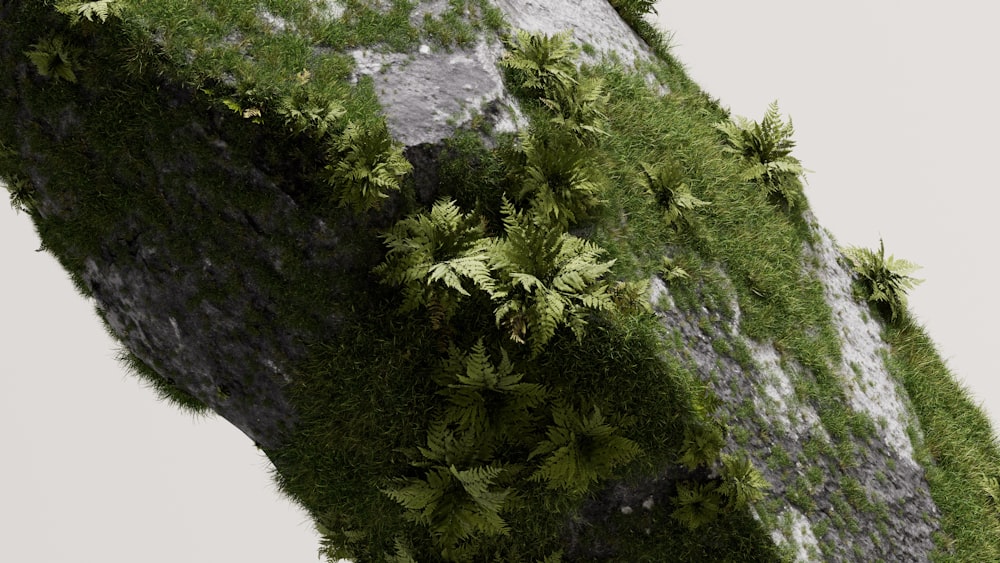 a green plant growing out of the side of a rock