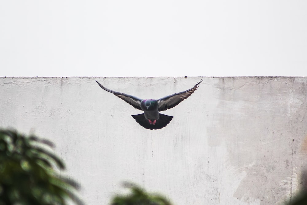 a black bird flying over a cement wall