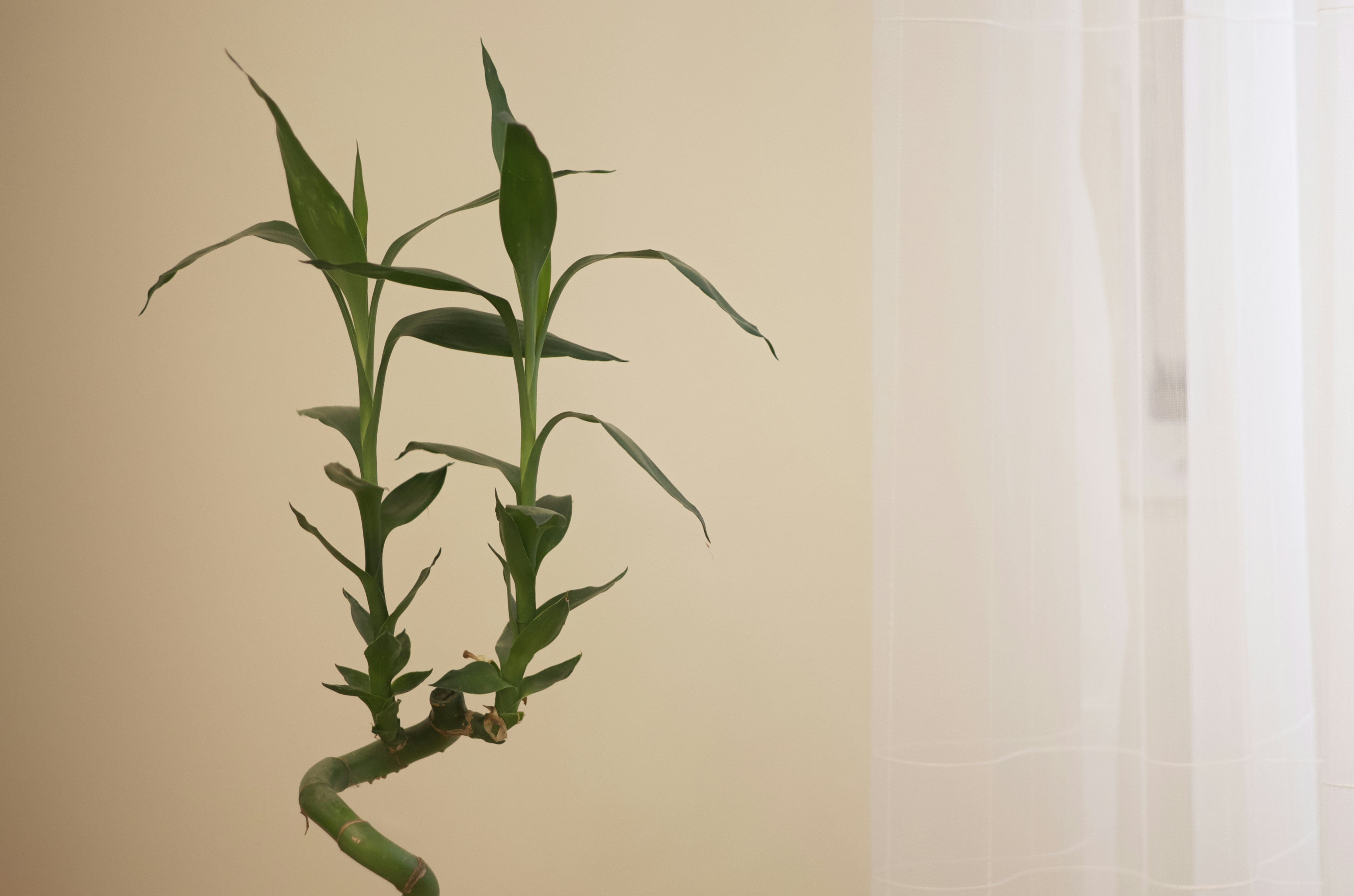 Elegant Bamboo Planter