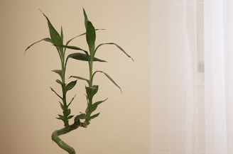 A green bamboo plant with several leaves is set against a neutral beige background. The right side of the image shows a sheer white curtain, creating a soft and calming atmosphere.