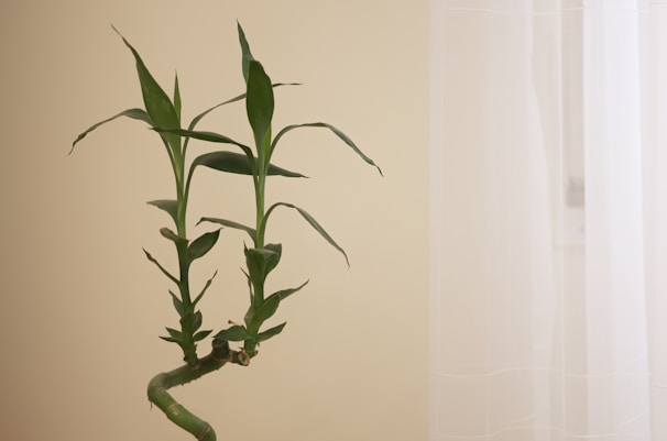 A green bamboo plant with several leaves is set against a neutral beige background. The right side of the image shows a sheer white curtain, creating a soft and calming atmosphere.
