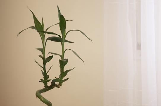 A green bamboo plant with several leaves is set against a neutral beige background. The right side of the image shows a sheer white curtain, creating a soft and calming atmosphere.