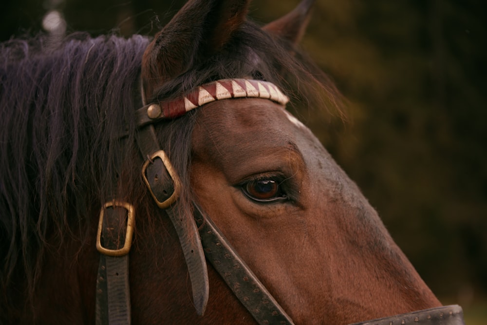 a close up of a horse wearing a head band