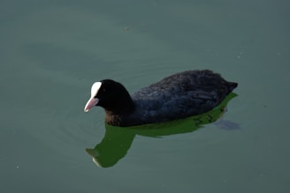 A black duck with a distinctive white bill and forehead is floating on calm, greenish water. The duck's feathers appear sleek and wet, and its reflection is partially visible on the water's surface.