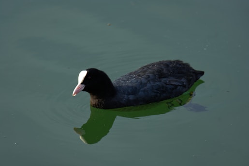 A black duck with a distinctive white bill and forehead is floating on calm, greenish water. The duck's feathers appear sleek and wet, and its reflection is partially visible on the water's surface.