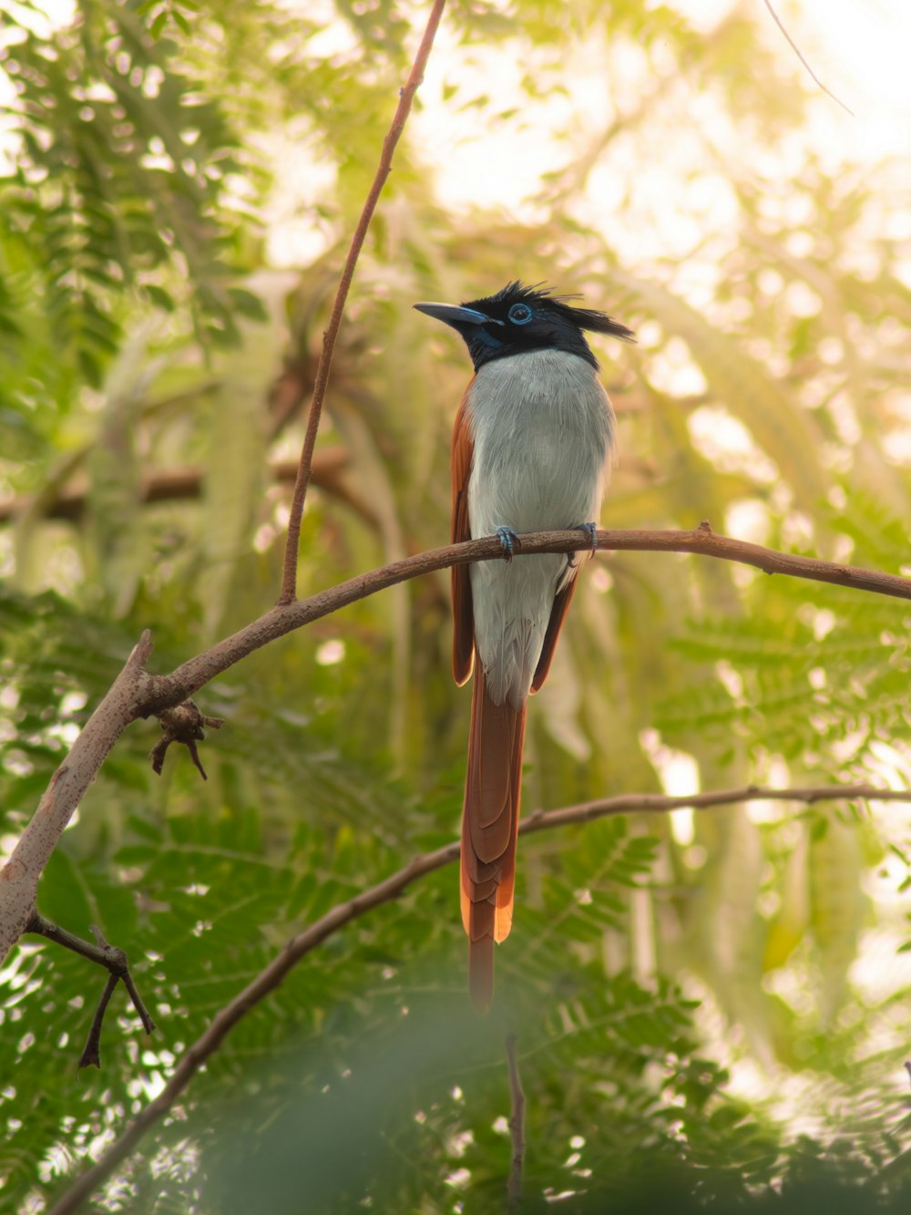 a bird sitting on a branch in a tree