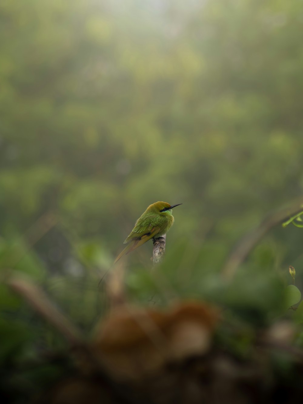 un petit oiseau vert assis au sommet d’une branche d’arbre