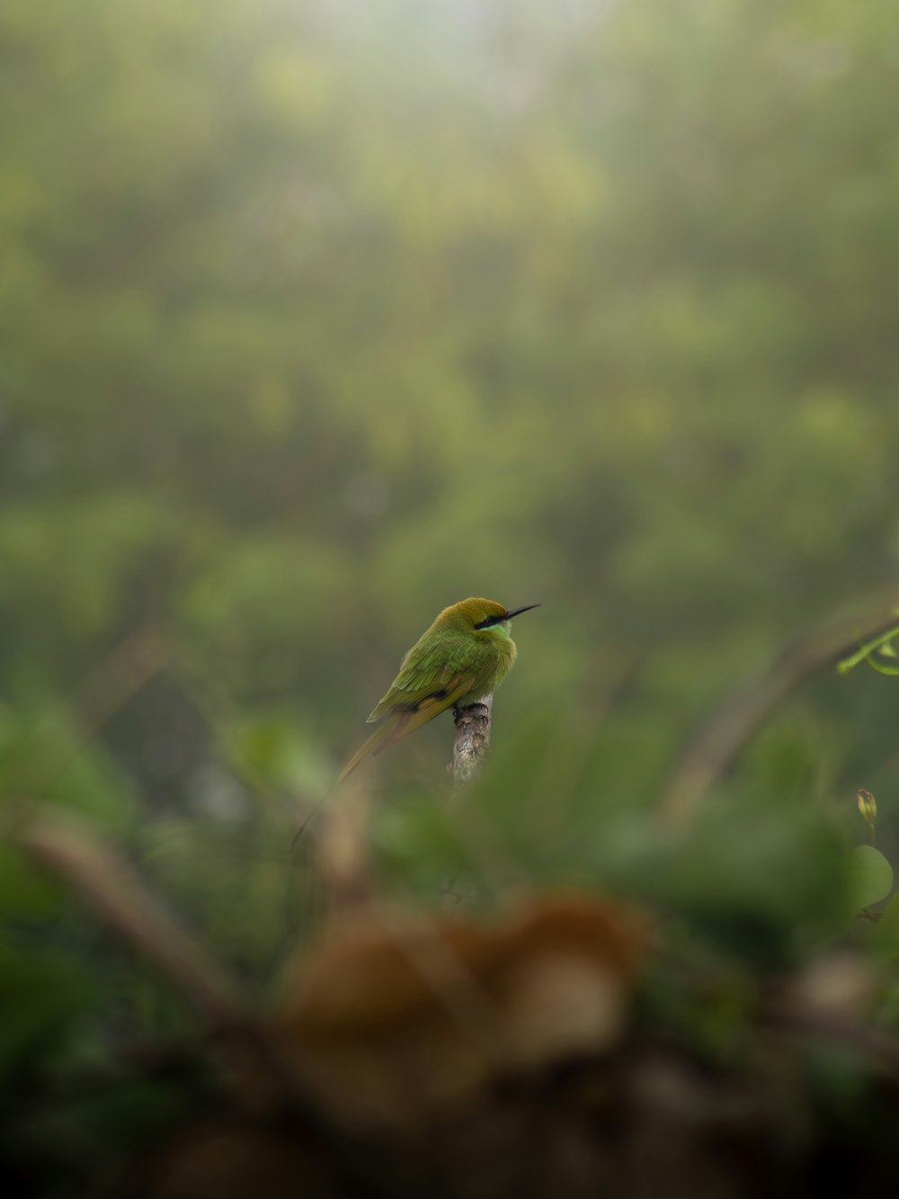un piccolo uccello verde seduto in cima a un ramo d'albero