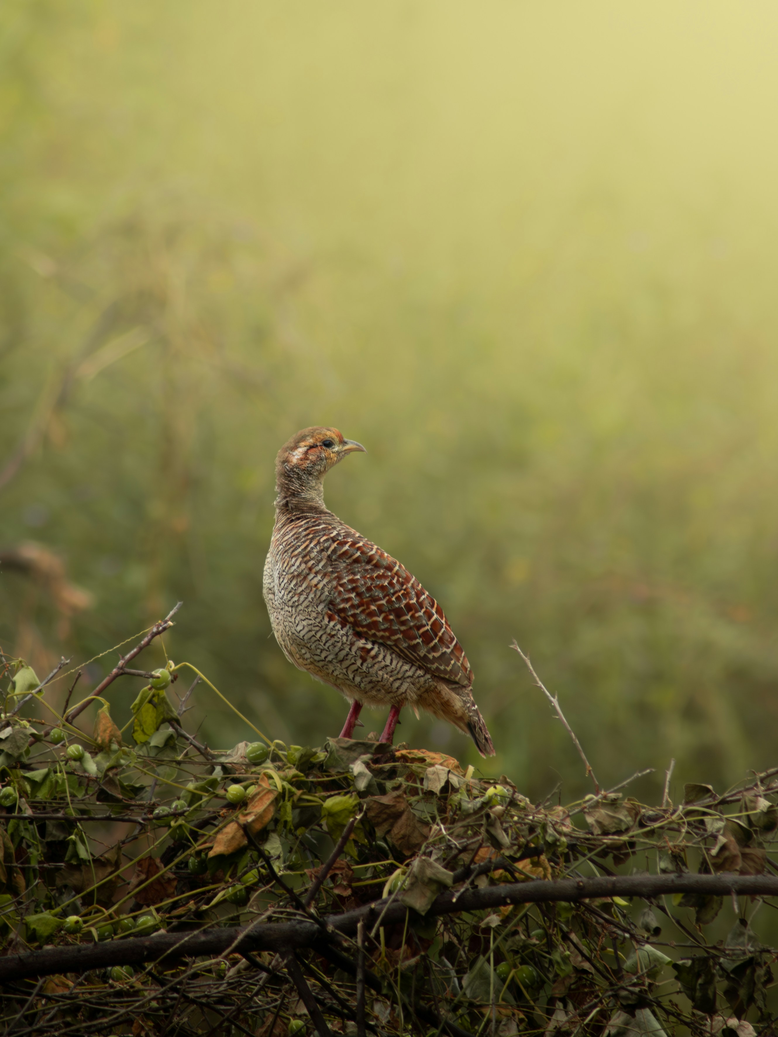 ein vogel, der auf einem ast sitzt
