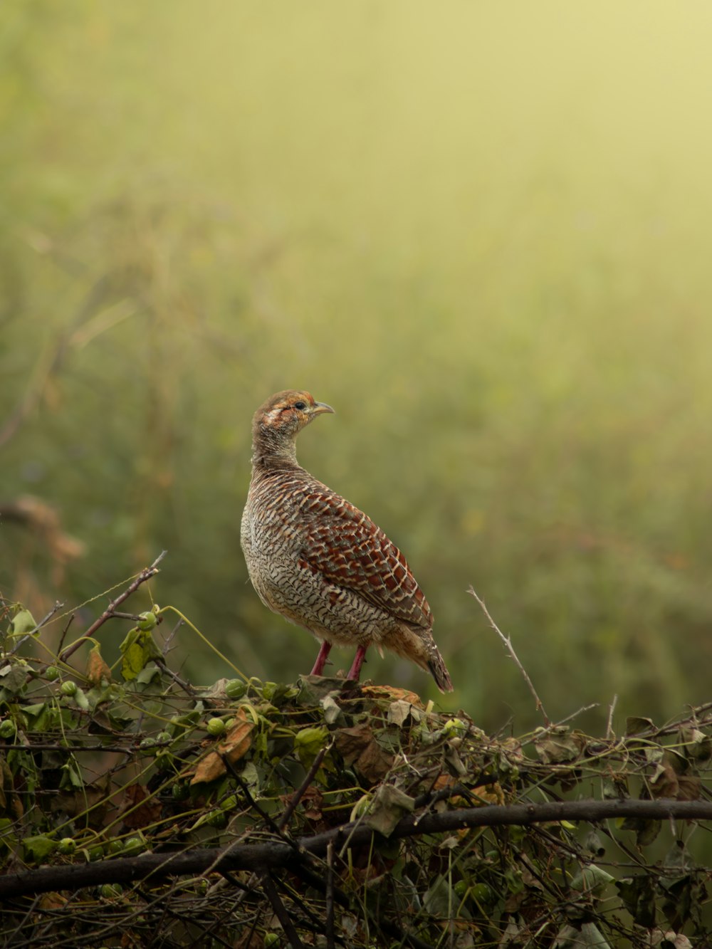 a bird sitting on top of a tree branch