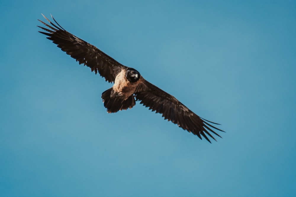 a large bird flying through a blue sky