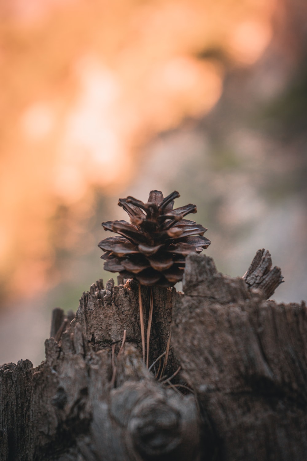 a pine cone sitting on top of a tree stump