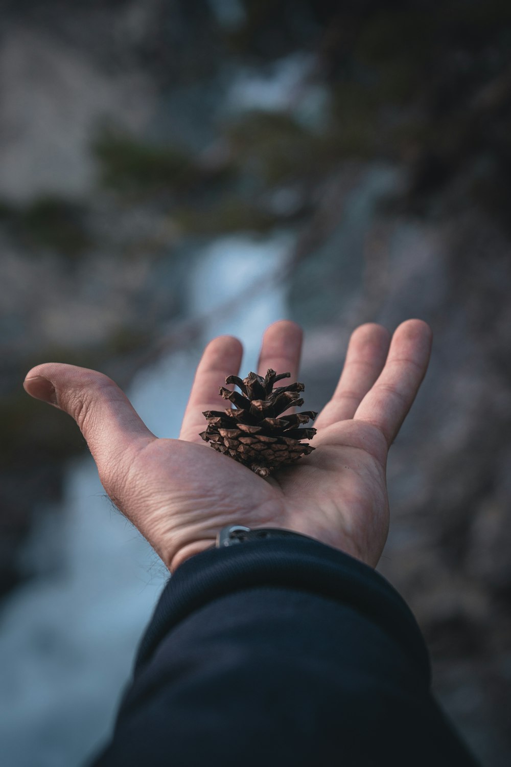 a person holding a pine cone in their hand