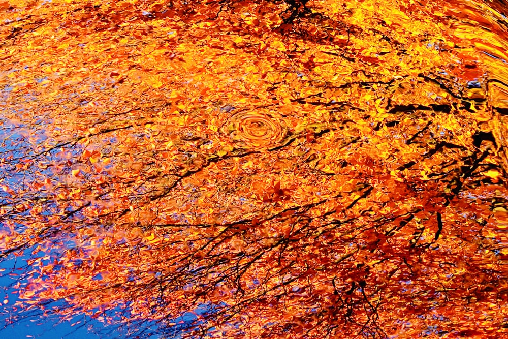 a reflection of a tree in a body of water