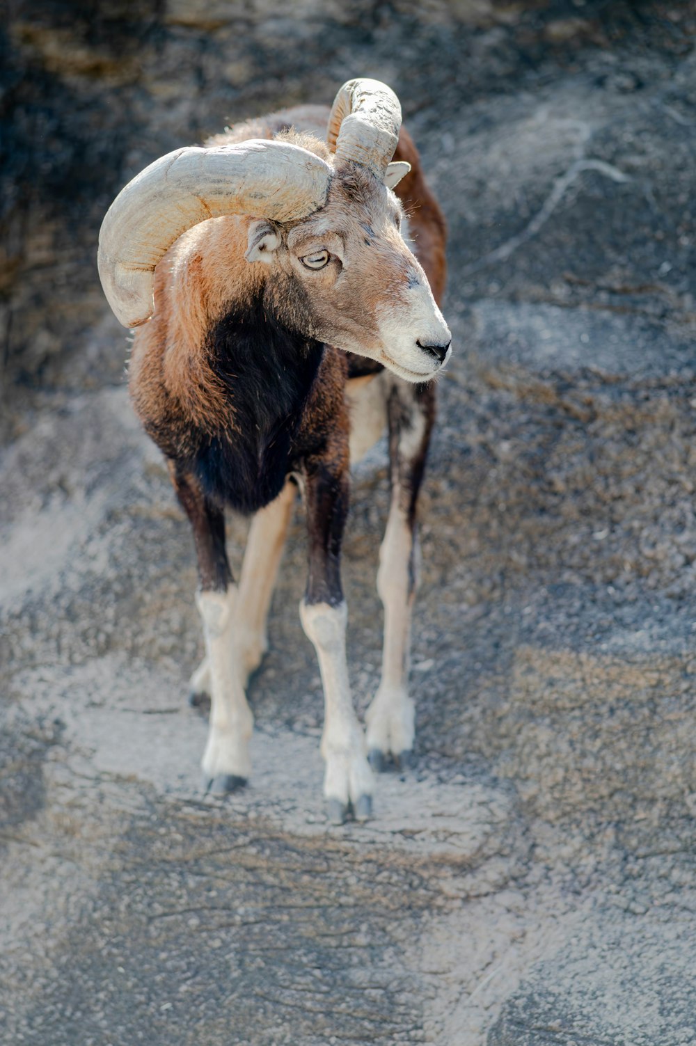 a ram with large horns standing in a rocky area