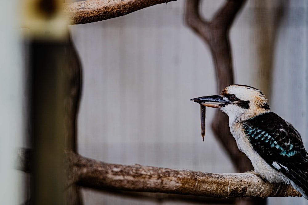 a bird with a worm in its mouth sitting on a branch