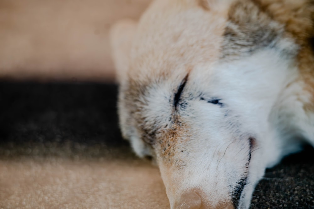 a close up of a dog sleeping on a carpet