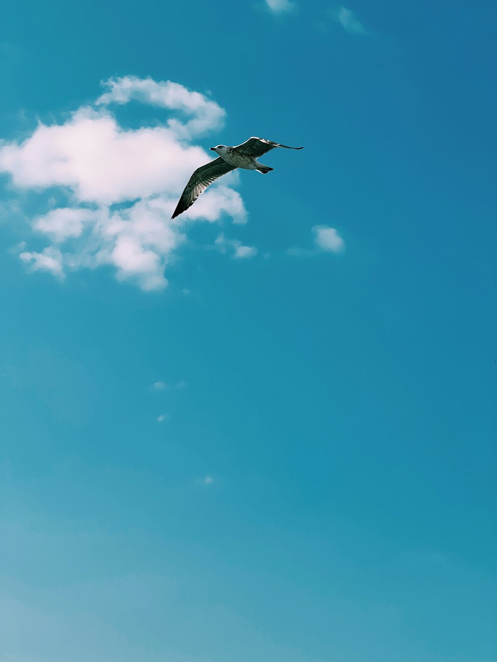 a large bird flying through a blue sky