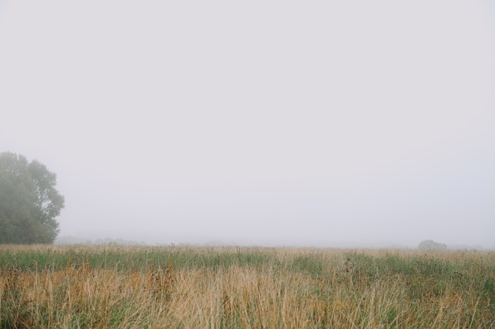 a foggy field with a lone tree in the distance