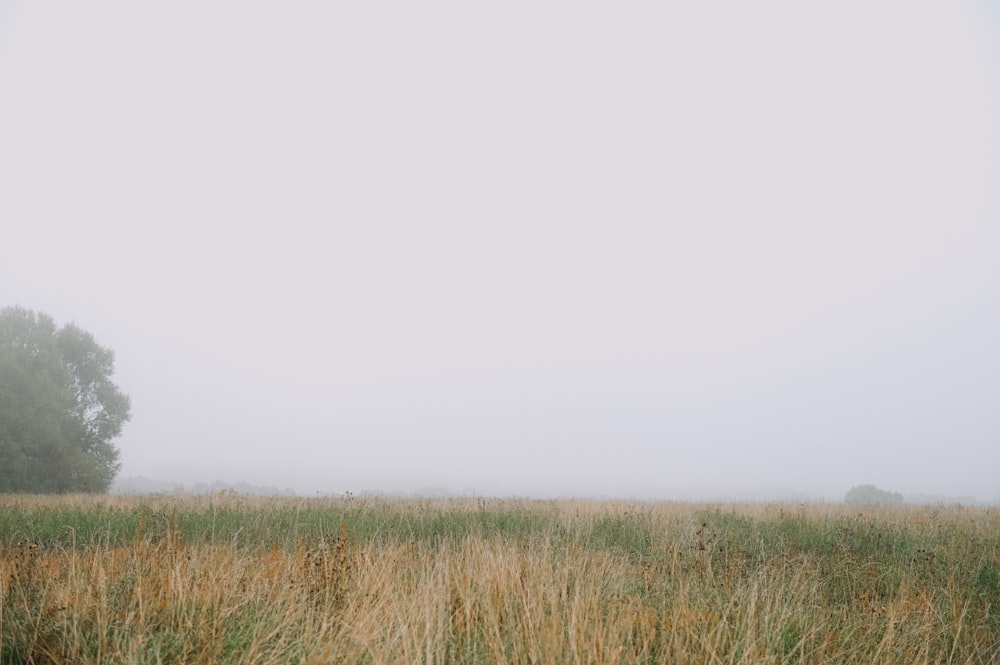 un campo nebbioso con un albero solitario in lontananza