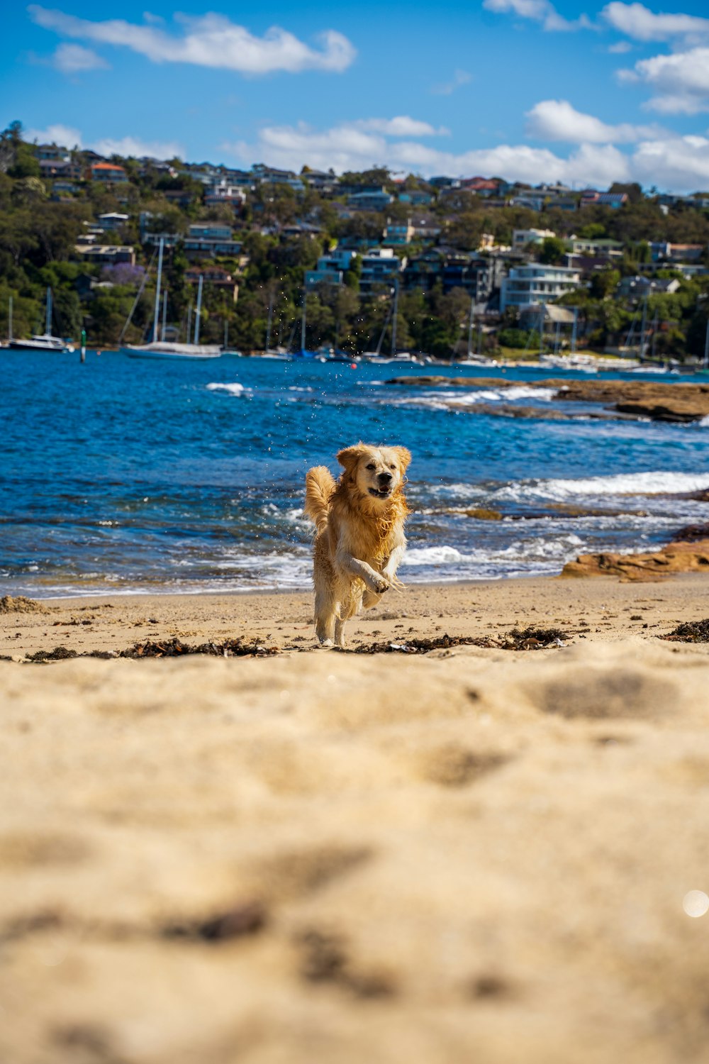 um cachorro correndo em uma praia perto da água