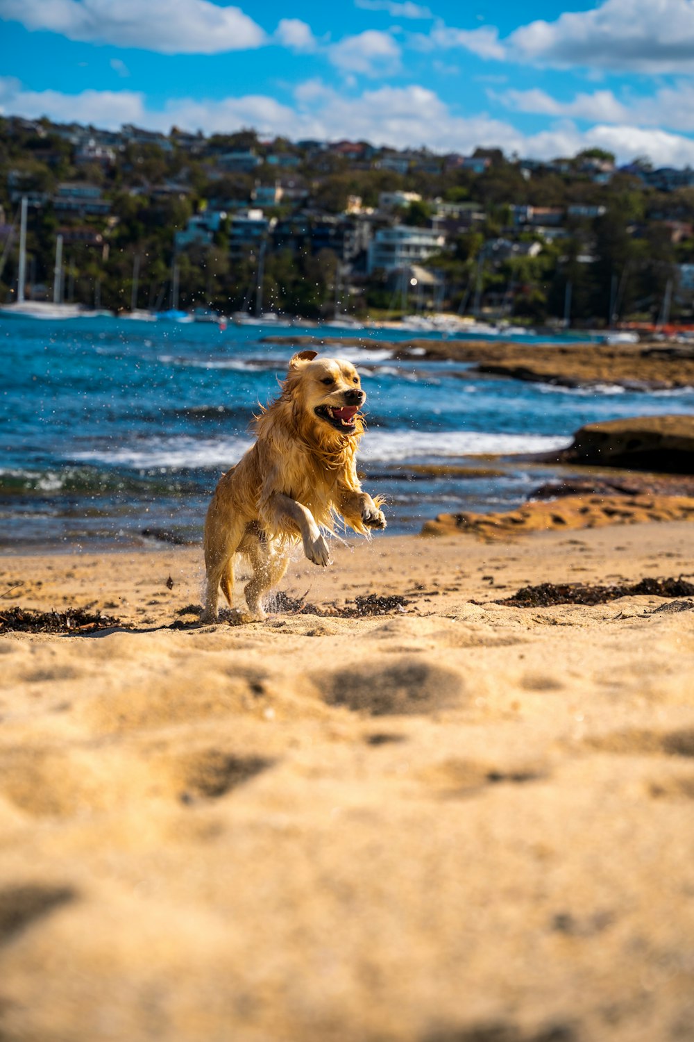 犬が口を開けてビーチを走っています