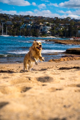 A golden retriever is joyfully running on a sandy beach, with water splashing around its paws. In the background, there is a calm blue ocean and a distant shoreline lined with houses and greenery under a partly cloudy sky.