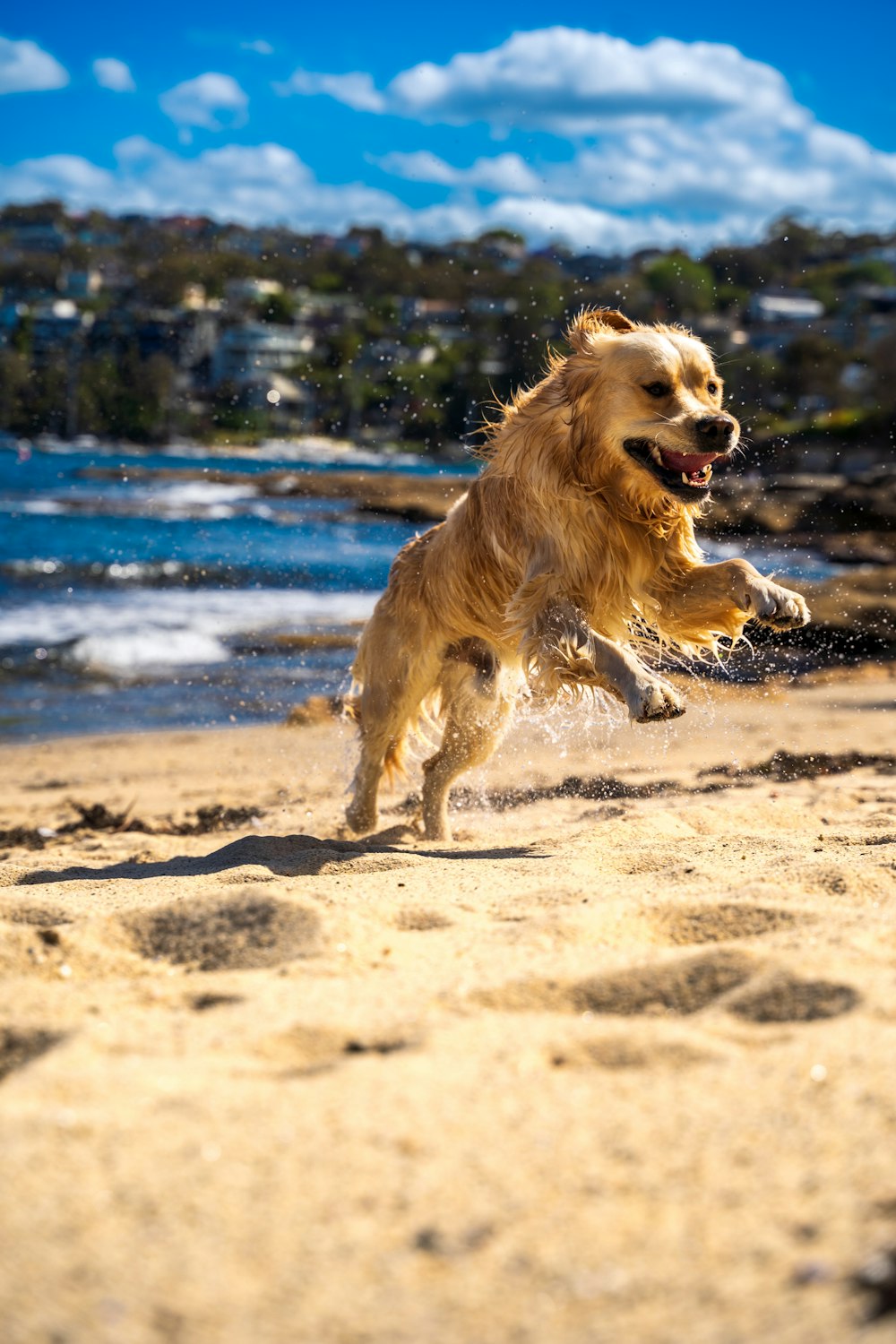 犬が水の近くのビーチを走っています