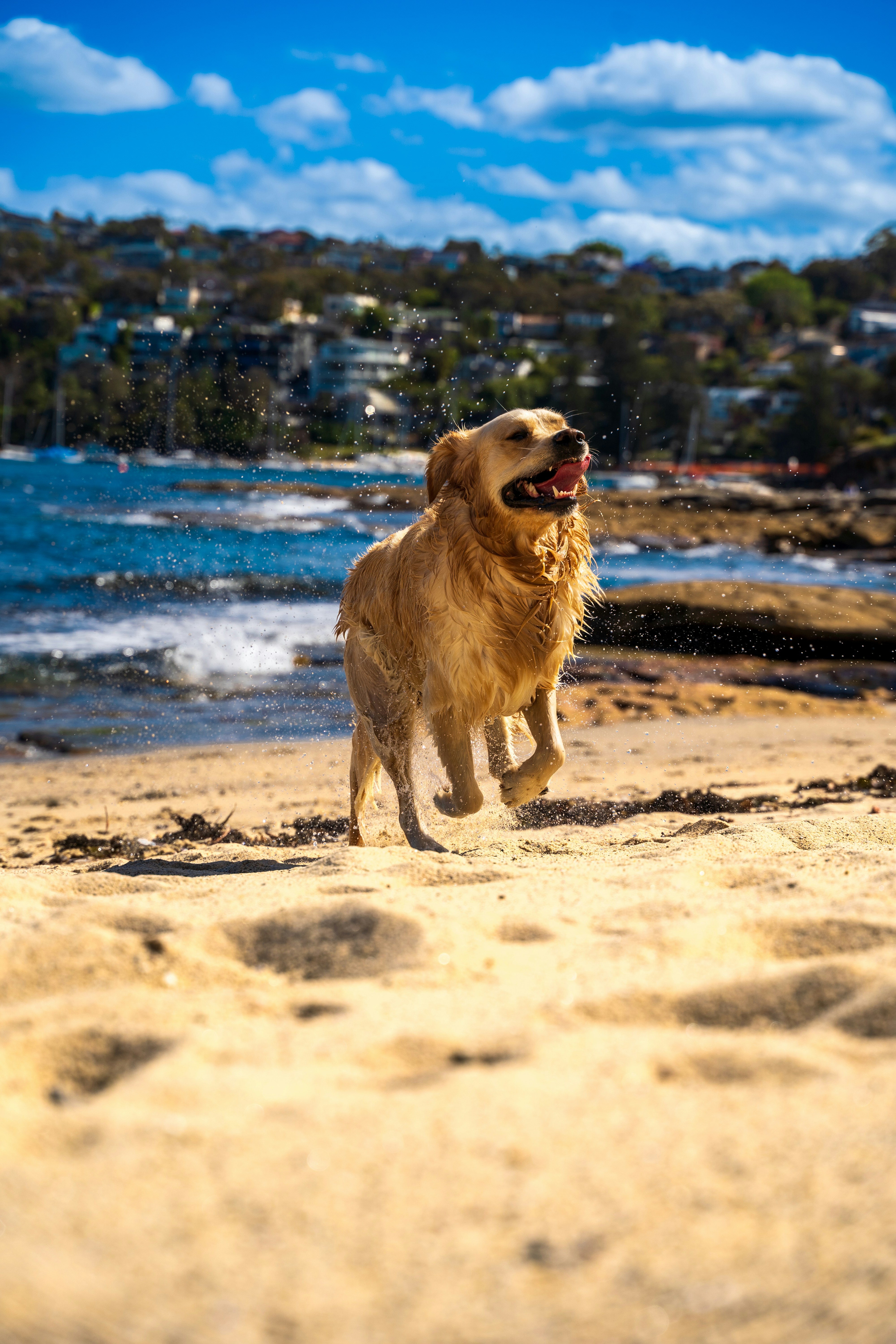 a dog running on the beach with a blue sky in the background