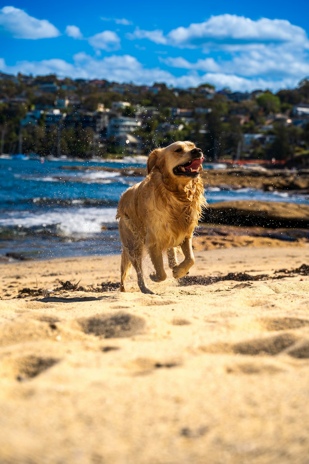 青い空を背景にビーチを走る犬