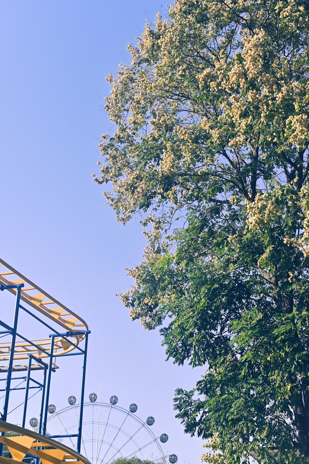 a large tree next to a ferris wheel