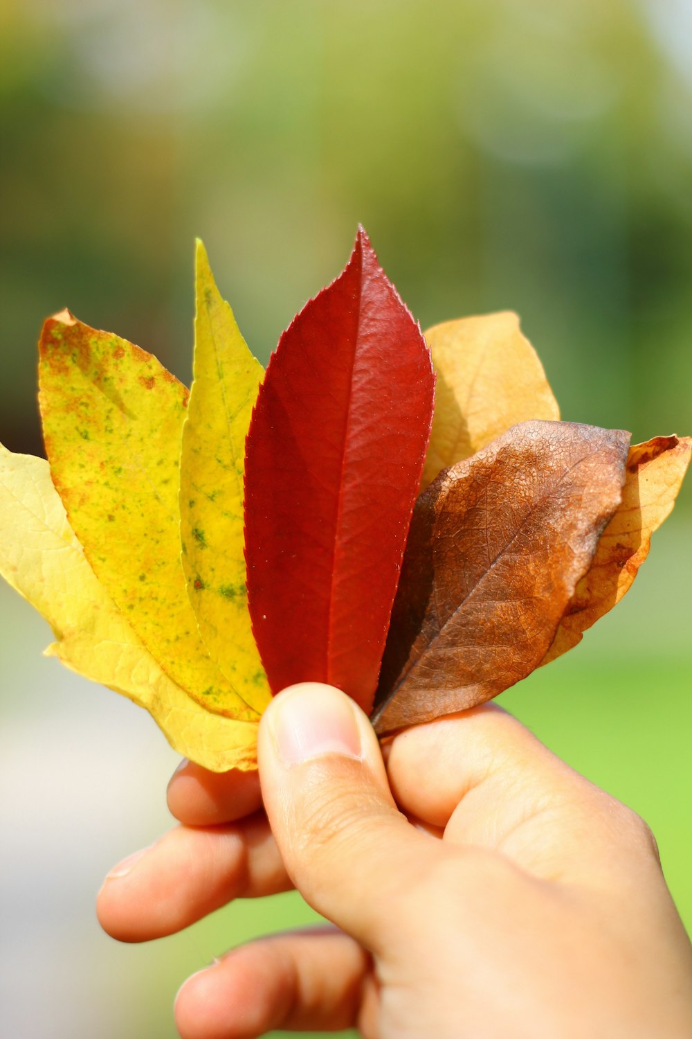 a person holding a leaf in their hand