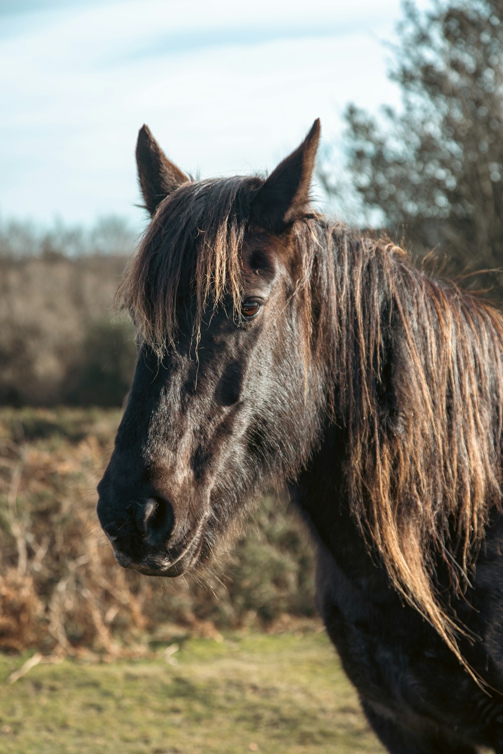 a close up of a horse in a field