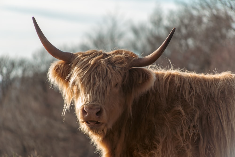 una vaca marrón con largos cuernos de pie en un campo