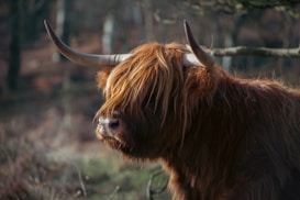 A Highland cow with long, shaggy brown hair and large curved horns is standing in a natural setting. The animal's distinctive long fur covers its face, and the background consists of blurred trees and underbrush, suggesting a forest environment.