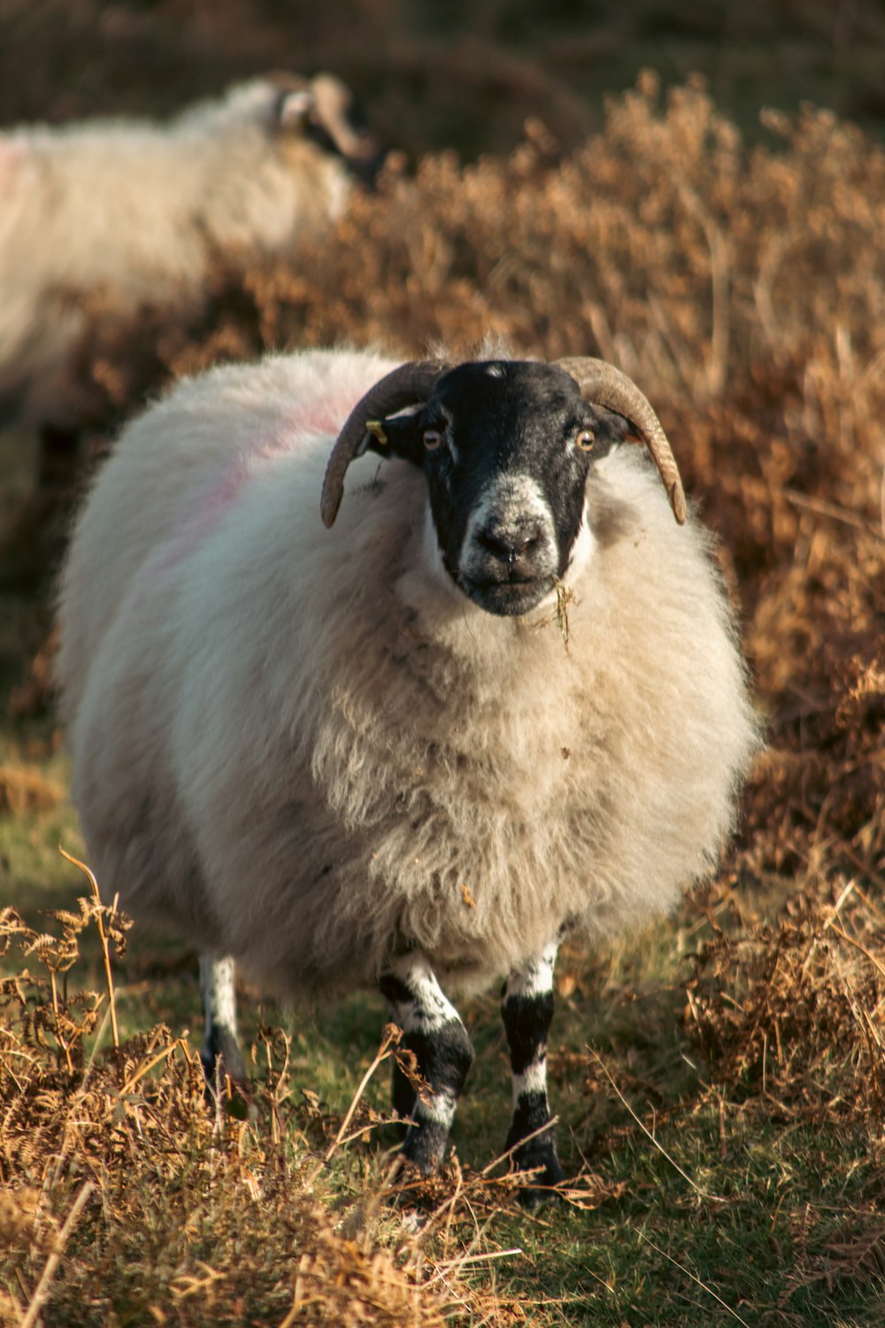 a close up of a sheep in a field