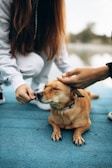 A small brown dog is lying on a blue surface, receiving gentle pets from two people. One person is crouched nearby, offering a treat, while another hand is seen petting the dog's head. The dog appears relaxed and content with its eyes closed.