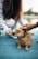 A small brown dog is lying on a blue surface, receiving gentle pets from two people. One person is crouched nearby, offering a treat, while another hand is seen petting the dog's head. The dog appears relaxed and content with its eyes closed.